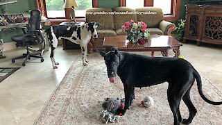 Funny Great Danes Love To Play Tag Around The Table