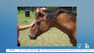 Teens helping horses