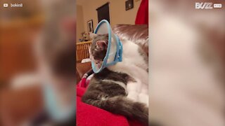 Un chat avec cône pour animal ne peut pas se laver