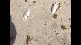 Dead fish wash ashore in Vero Beach