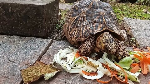 Watch this Turtle eat vegetables.