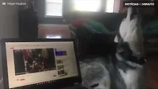 Husky uiva ao ouvir vídeos no Youtube