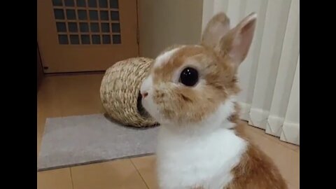 look what a beautiful rabbit