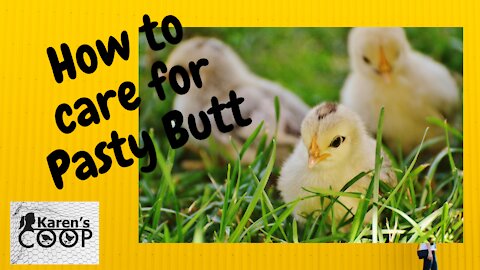 Pasty Butt in Baby Chicks