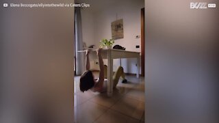 Escaladora em quarentena trepa móveis em casa!