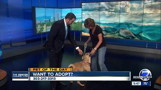 Pet of the day for July 23rd