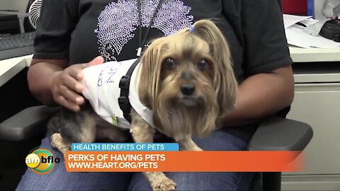 Health Benefits of Pets