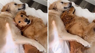 Golden Retriever Hilariously Gets Temper Tantrum Because Of Brother's Play