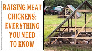 EVERYTHING YOU NEED TO KNOW ABOUT RAISING MEAT CHICKENS