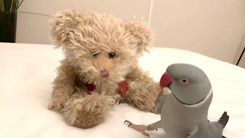 Parrot loves talking to his teddy bear best friend #short