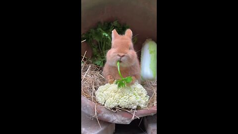 cute big face rabbit eat vegetables