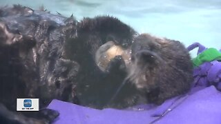 Rescued otters in Chicago