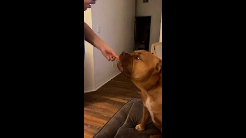 Massive Pit Bull tries baby carrot 🥕 for the first time!