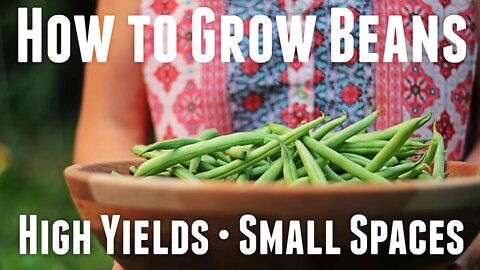 How to Grow Bush Beans - Ultimate Guide For High Yields