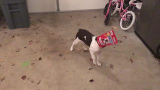 Cute Puppy Stuck In Dog Treat Box