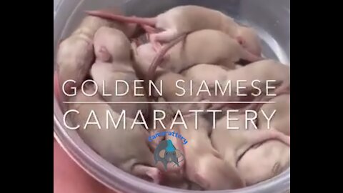Golden Siamese Rat Litter
