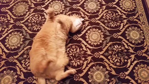 Cat Rolls Over On Command Like A Dog