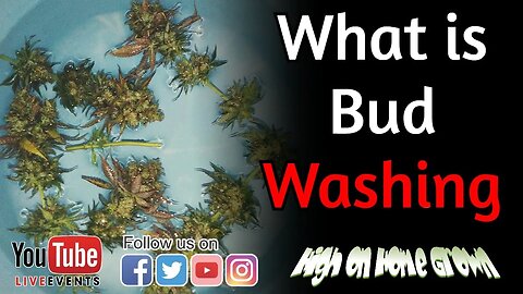 Bud Washing: The Controversial Technique for Cleaner Cannabis Buds | Cannabis News | Episode 140