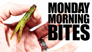 Surprise Fish on a Ned Rig! | Monday Morning Bites: Episode 2