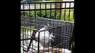 Upside down African Grey Parrot