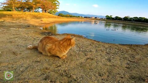 Park cat exploring the bottom of a dry pond