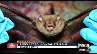 Rabies Alert! Bat in Naples test positive for rabies