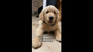 Adorable Clips of my Golden Retriever Puppy Sleeping