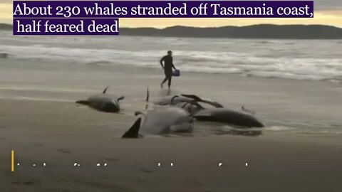 About 230 whales stranded off Tasmania coast, half feared dead