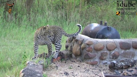 Leopard And Cub In The Bush Camp - An Afternoon In The Braai, Catching A Dishcloth: 1st May 2013