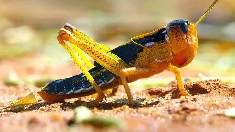 Locust Plague Devours 40,000 Tonnes of Vegetation | Earth's Tropical Islands | BBC Earth
