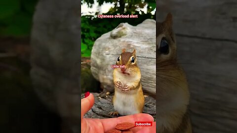 Squirrels: The original comedians of the animal kingdom 😄 #wildlife #youtubeshorts #squirrel #sub