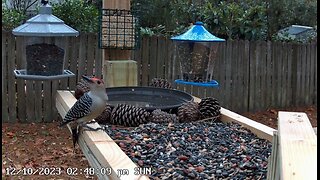 Relaxing Live Bird Cam