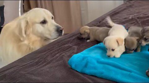 Golden Retriever’s Encounter with Puppies for the First Time