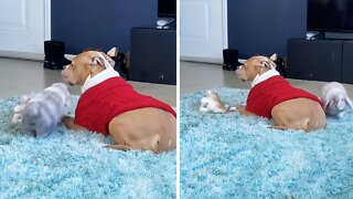 Indifferent Pit Bull Completely Ignores Playful Bunny