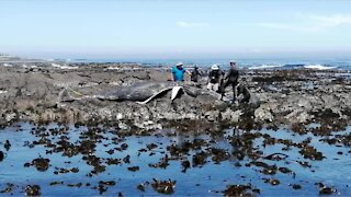 Dead whale washes up on Cape Town beach