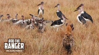 Carcass Clean-Up | Maasai Mara Safari | Zebra Plains