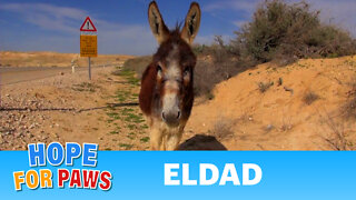 Donkey Rescue in Israel - If you liked the video, please share it.