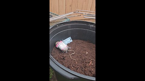 Adding simple bamboo pole trellis to potato tubs to support pea vines 02/16/24