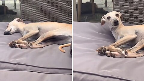 Sleepy Greyhound Couldn't Care Less When Owner Calls His Name