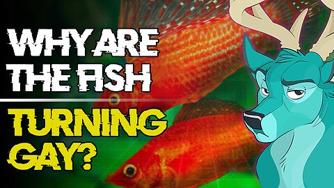 TL;DR - Why are the Fish Gay [14/Feb/19]