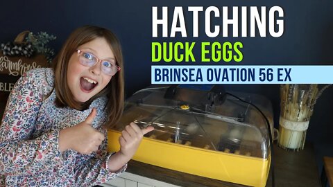 Hatching Duck Eggs: Brinsea Ovation 56 EX Review and Setup