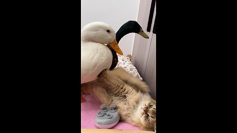 The duck wants to take the cat's! laugh until your stomach heart!!!!!!