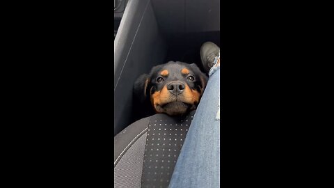 Dog Enjoying in Car