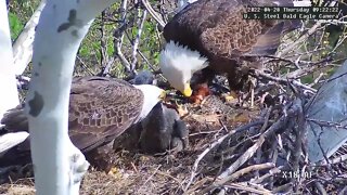 USS Eagles - Tandem Feeding