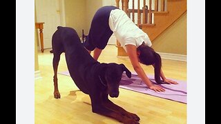 Funny dog doing yoga with owner.