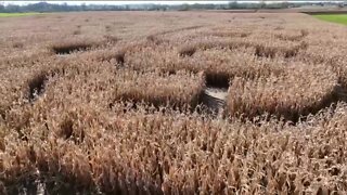 Chilton Corn Maze