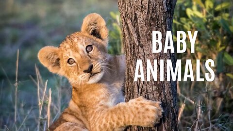 Baby Animals - Amazing World Of Young Animals