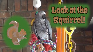 Parrot talks to a squirrel in the yard