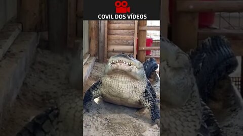 😱😱😱 olha o tamanho desse crocodilo
