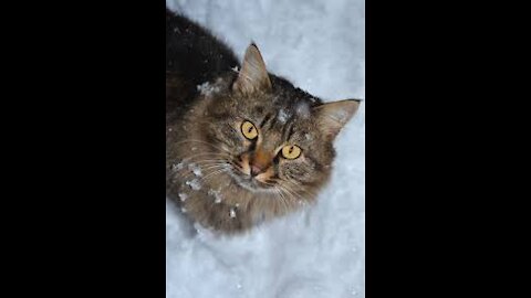 Cat 101: Cats and Cold Weather